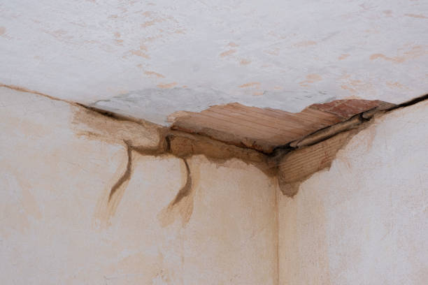 Best Carpet water damage restoration  in Carson City, NV
