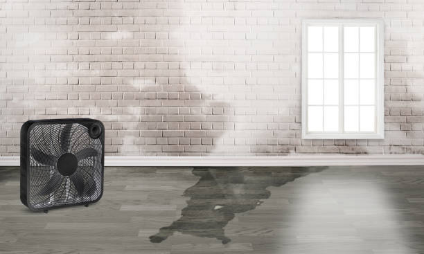 Best Basement water damage restoration  in Carson City, NV