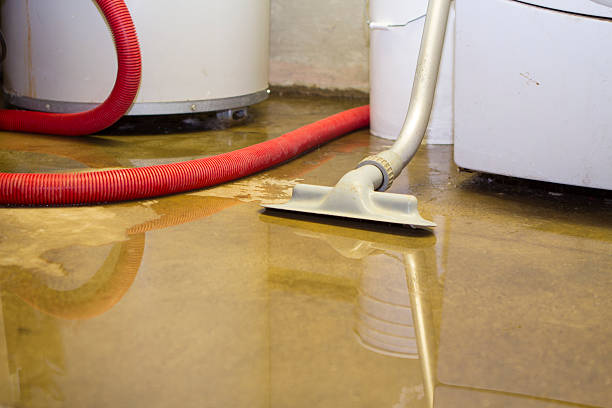 Best Mold removal after water damage  in Carson City, NV